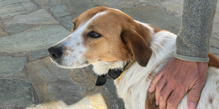 Immer für Streicheleinheiten zu haben, das Hotelhündli