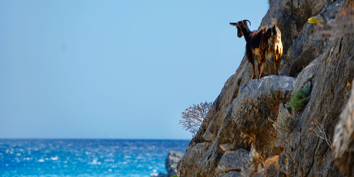 Die wahren Klettermeister.