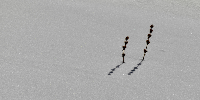 Gelber Enzian – das Schneehöhenmessgerät'26 ...