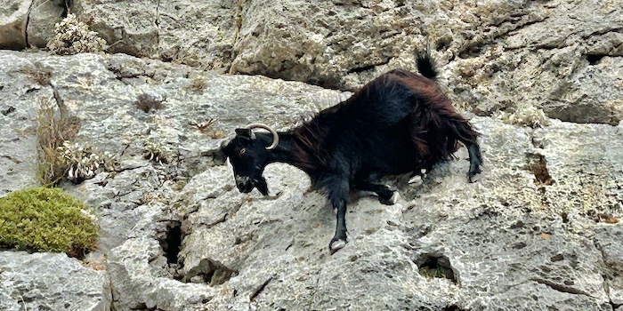 Überlegene einheimische Konkurrenten.